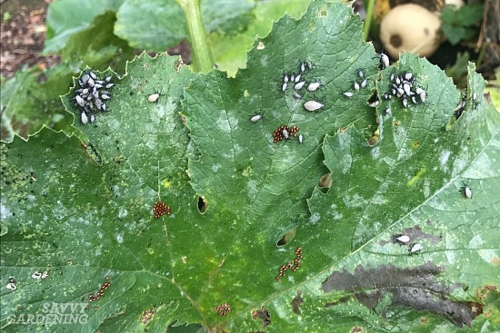 Squash bugs are one of the worst zucchini growing problems a gardener can face. 