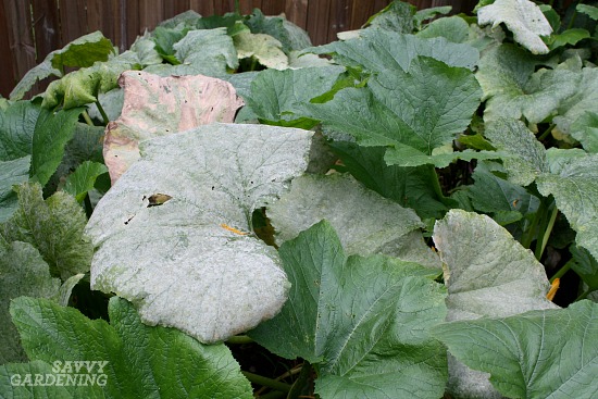 Powdery mildew is a difficult zucchini growing problem to tackle. 