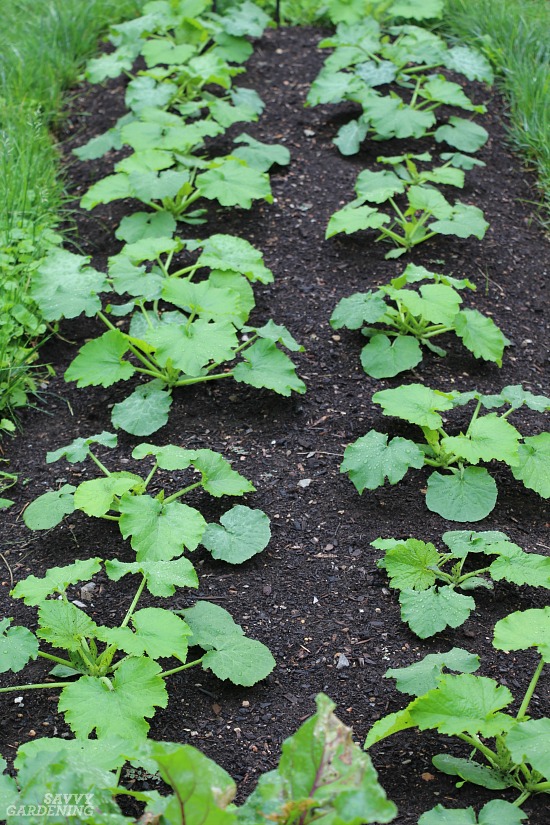 The best soil for growing zucchini 