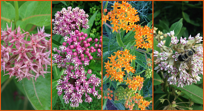 Milkweeds are the only monarch host butterfly plant.
