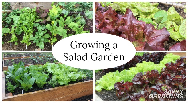 Learn how to grow a salad garden.
