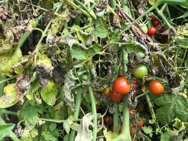 Prevention is key when it comes to tomato diseases. 