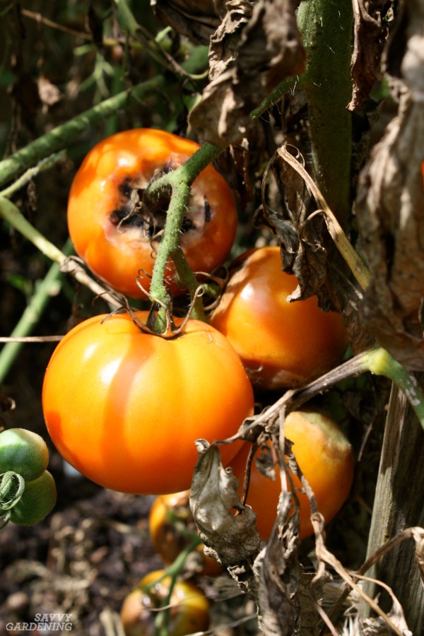 Late blight tomato disease