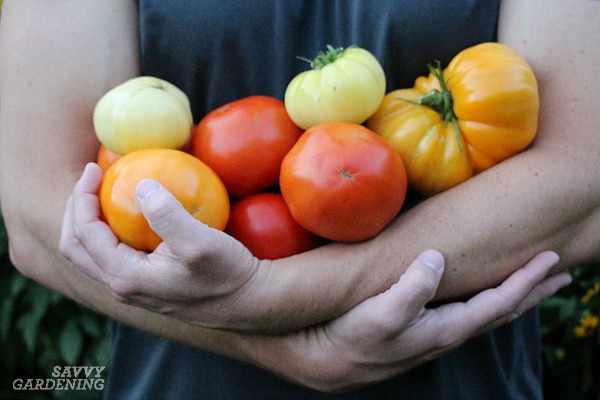 Preventing tomato disease requires a few special steps. 