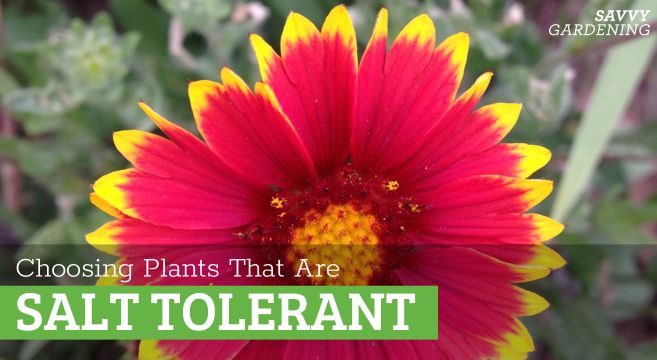 salt-tolerant plants