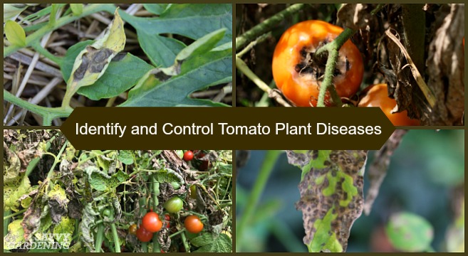 Identify and manage six common tomato plant diseases with these tips.