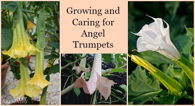 Growing angel trumpets from seed isn't difficult, if you follow these instructions.