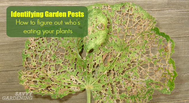 Identifying Garden Pests: How to figure out who's eating your plants.