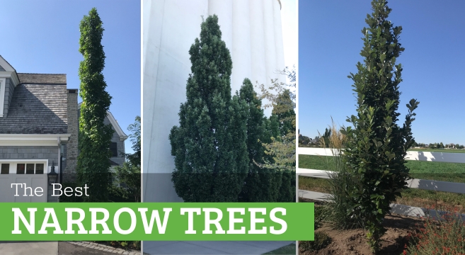 10 types of narrow trees for your landscape