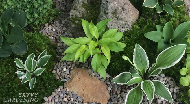 Miniature Plant Garden, Plants For A Shaded Fairy Garden