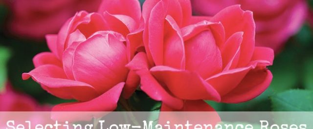 Selecting low-maintenance roses