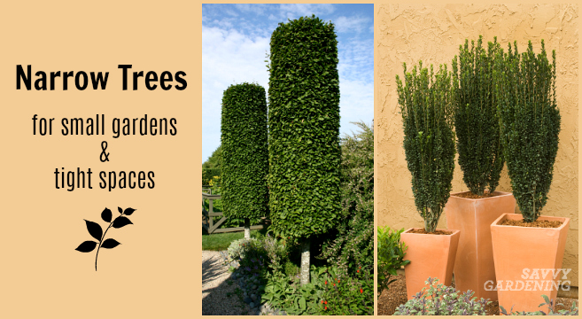 10 Narrow Trees For Small Gardens And, Mini Pine Trees For Landscaping
