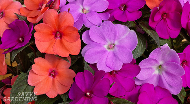 SunPatiens are a hybrid impatiens that's resistant to downy mildew (AD)