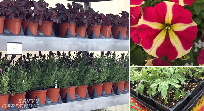 Plant Nursery And Garden Center Tips To, Gardner’s Landscape Nursery