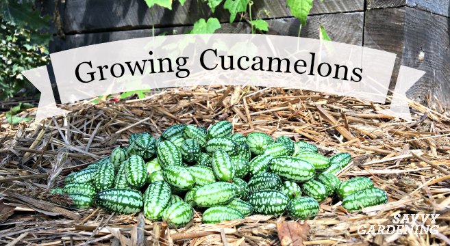 Learn how to grow cucamelons, a quirky vegetable with grape-sized fruits that have a cucumber-citrus flavor.