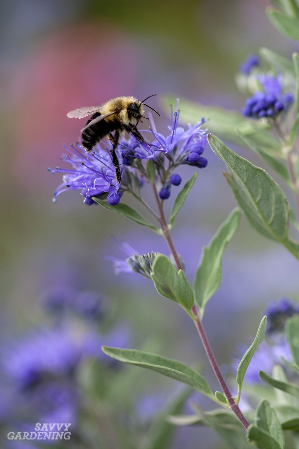 Shrubs for Pollinators: 5 Bloom-Filled Choices For Bees ...