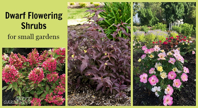Dwarf flowering shrubs are a great addition to any landscape.