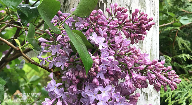Tips for pruning lilacs