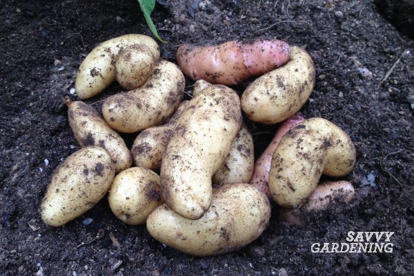 Learn how to harvest and store homegrown potatoes.