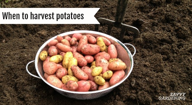 Learn when and how to harvest potatoes