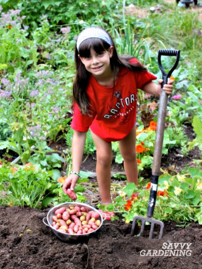 Potatoes are easy to grow and fun for kids to harvest.