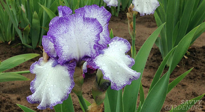 how to divide irises