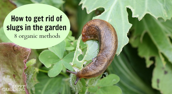 Manage slugs organically with these 8 tips.