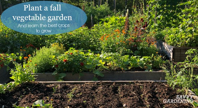 Plants for fall vegetable garden