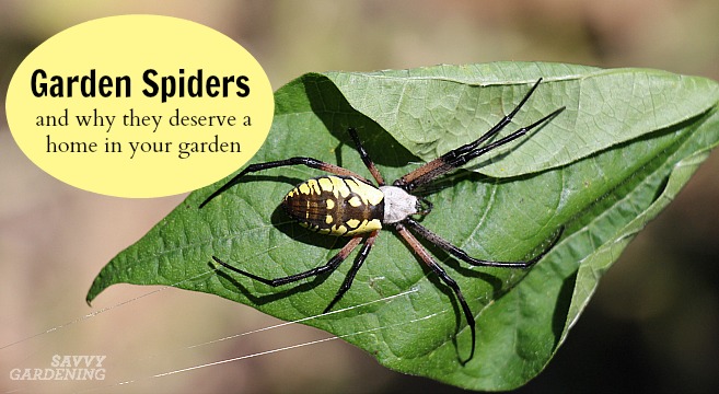 Garden spiders deserve a home in your garden.