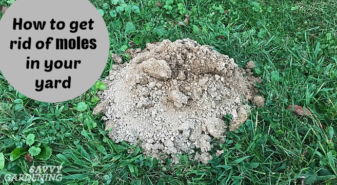 Controlling moles in the yard