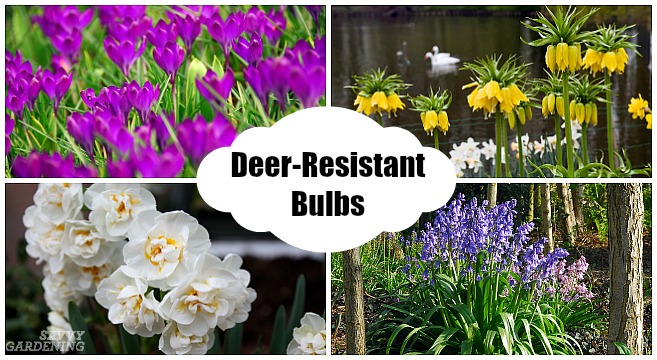 Spring Bulbs that are Resistant to Deer Damage (AD)