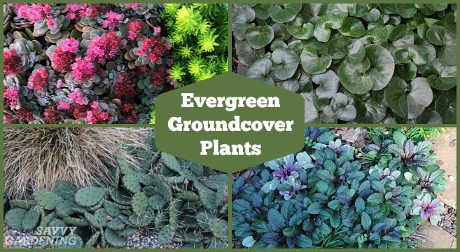 Evergreen Groundcover Plants 20, Best Ground Cover For Partial Shade