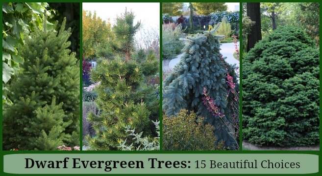 Pack of 4 Life Like Mini Evergreen Trees 2"