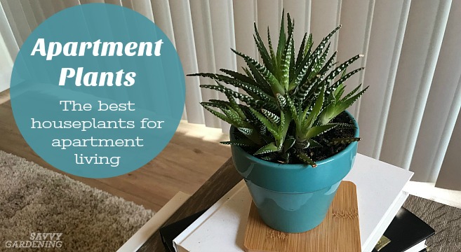 The best houseplants for apartments. 15 low-maintenance favorites.