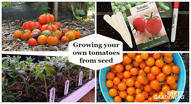 Growing tomatoes from seed is an great way to enjoy the many heirloom and hybrid varieties available through seed catalogs.