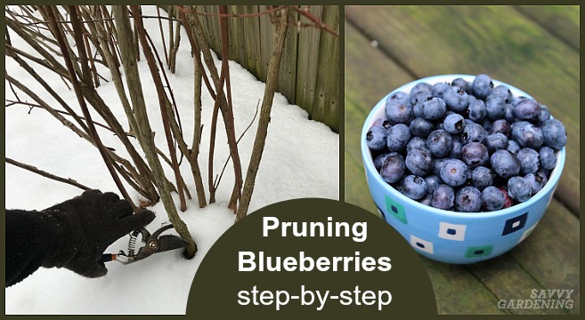 Winter pruning of blueberry bushes.
