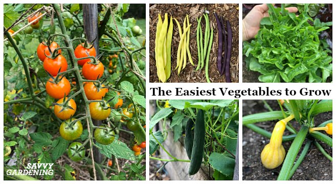 The Easiest Vegetables To Grow In, Garden Vegetables List