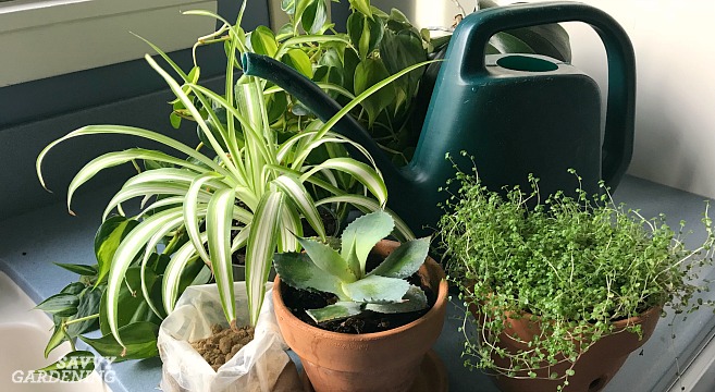 Spring nitrogen application indoor plants