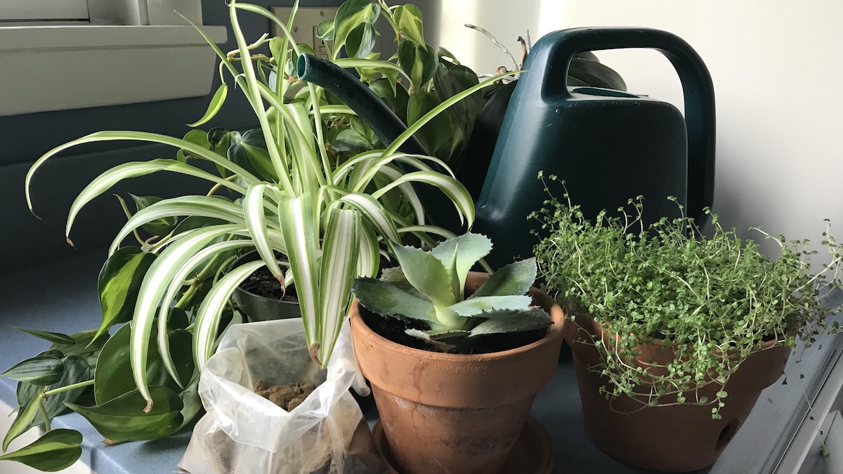 swiss.cheese plant Monstera Adansonii