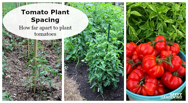 The right tomato spacing means healthier and more productive tomato plants.