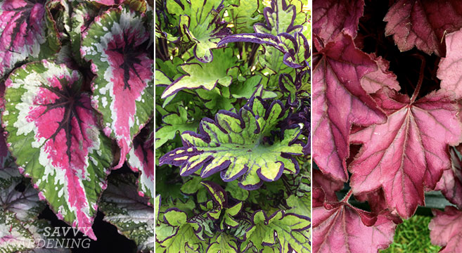 Superstar foliage plants for sun and shade