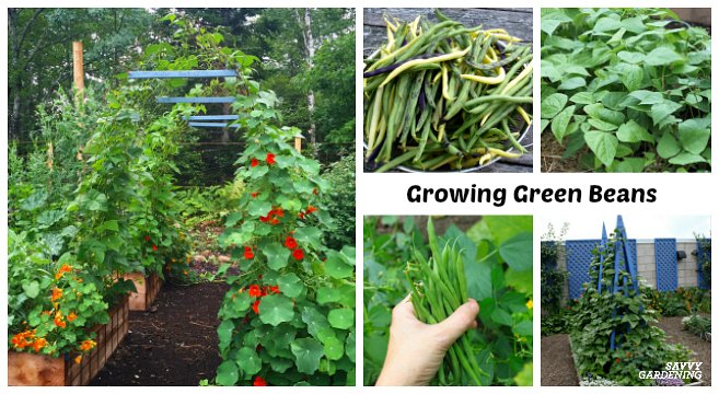 Learn how to grow green beans in garden beds and containers.