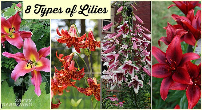 Asiatic lilies are among many great types of lilies for the garden.