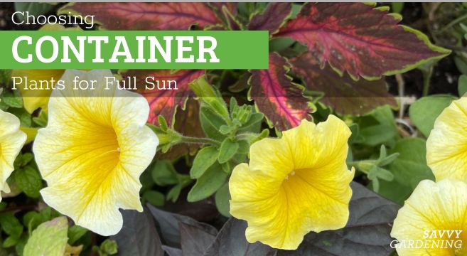 container plants for full sun