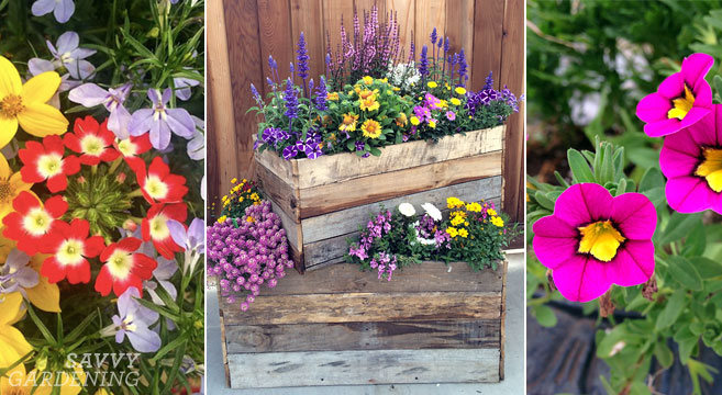 Container plants for full sun: Thrillers, fillers, and spillers for summer pots