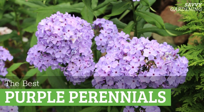 Purple Perennial Flowers: 24 Favorite Choices
