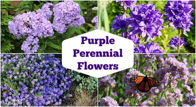 purple perennial flowers featured