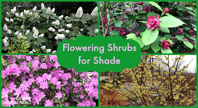 Flowering Shrubs For Shade Top Picks, Zone 6 Landscaping Ideas