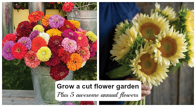 Learn how to plan, plant, grow, and harvest your own cut flowers.