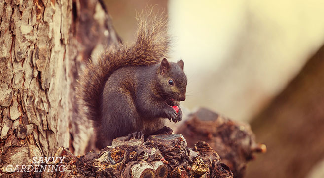 How to keep squirrels out of your garden - from veggie gardens to bulb gardens